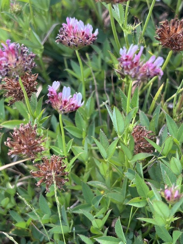 springbank clover