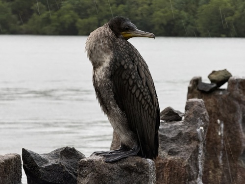 Great Cormorant