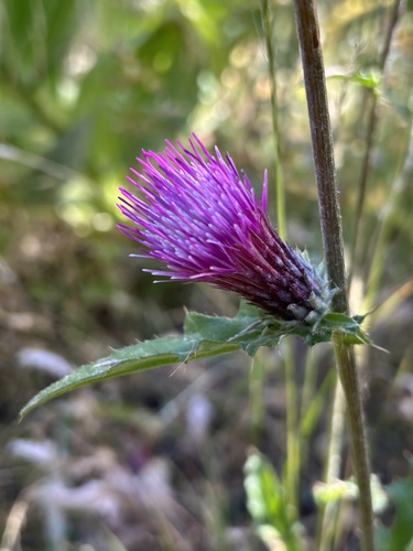Anderson's thistle