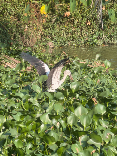 Asian Openbill