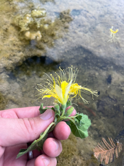Eucnide bartonioides, photograph author not stated, no rights reserved