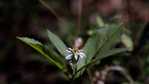 Eurybia radulina, photograph 3