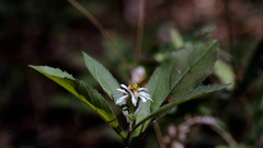 Eurybia radulina, photograph (c) Conquest, some rights reserved (CC BY)