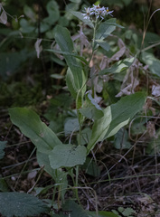 Eurybia radulina, photograph (c) Conquest, some rights reserved (CC BY)