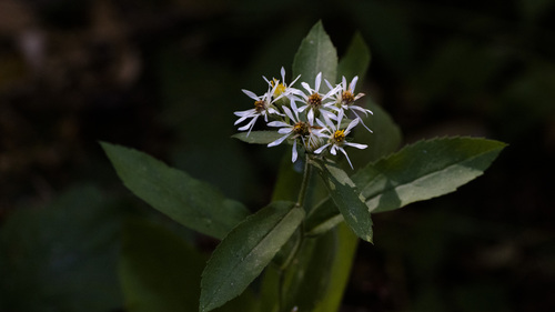 Eurybia radulina, photograph 2