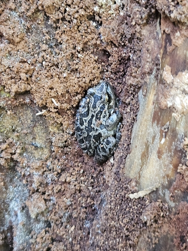 iNaturalist observation photo of Pacific chorus frog