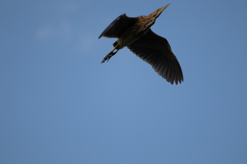 Black-crowned Night Heron