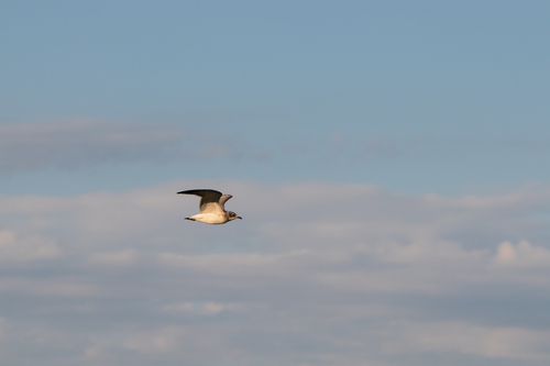Franklin's Gull