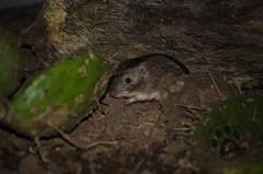 Heteromys irroratus