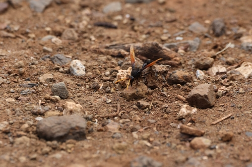 Wasp photo 5