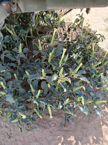 Sacred Datura