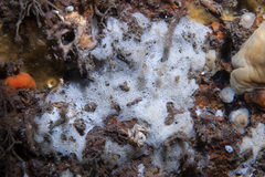 Clathrina coriacea