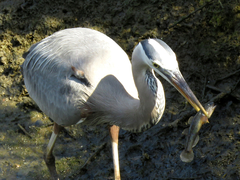 Gillichthys mirabilis