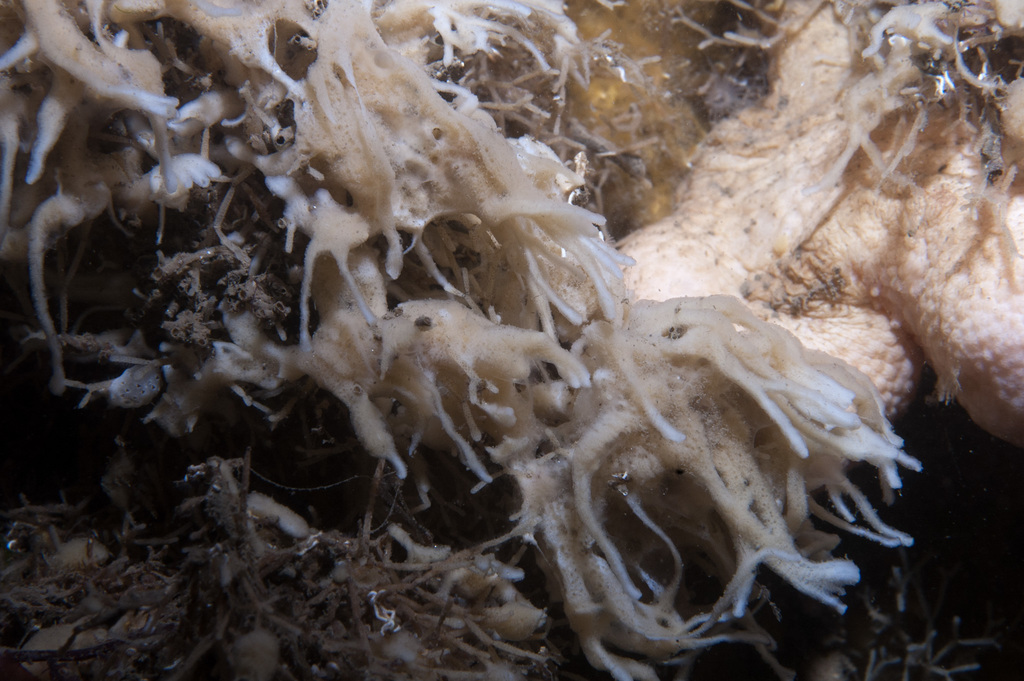 Hymeniacidon kitchingi