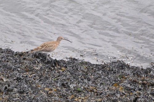 Eurasian Whimbrel, Oosterschelde, Zeeuwse meren, 158_13_400, NL, photo 9 of 10