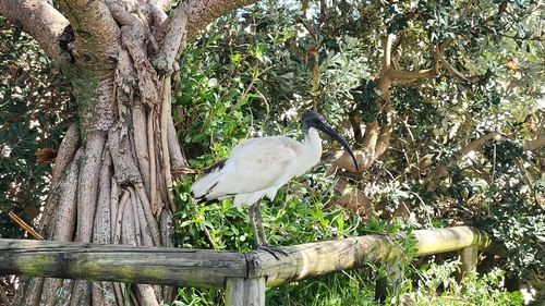 Australian Ibis