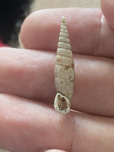 Hemiphaedusa pluviatilis
