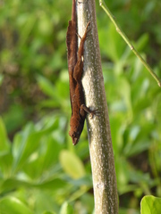 Anolis scriptus