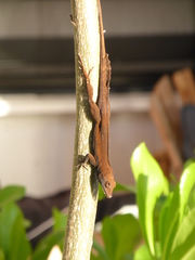Anolis scriptus