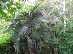 Cryosophila nana, photograph (c) Alexis López Hernández, some rights reserved (CC BY)