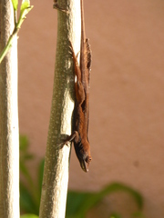 Anolis scriptus