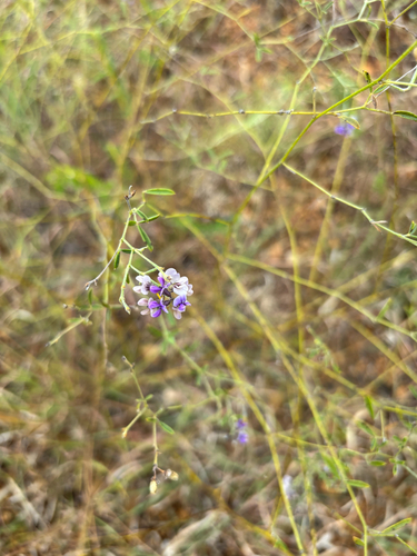 Slimflower Scurfpea