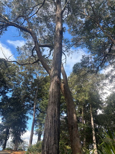 Eucalyptus agglomerata observed 2026-08-26