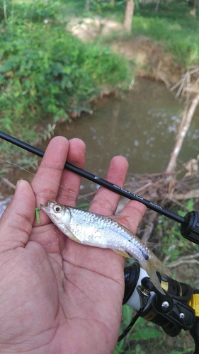 Sidestripe Rasbora
