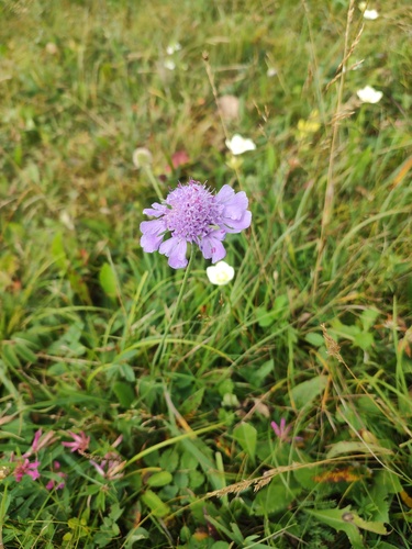 Northeastern scabious