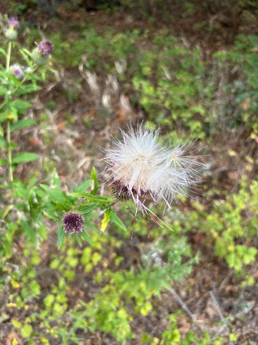 Tall Thistle
