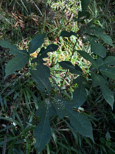 Ficus fraseri, photograph 1
