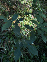 Ficus fraseri, photograph (c) Zoe Anthony Quested, some rights reserved (CC BY)