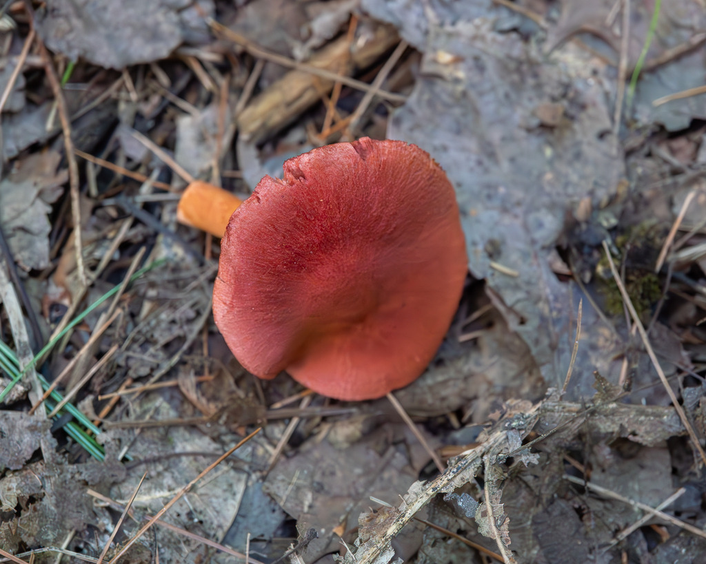 Cortinarius harrisonii · August 2026 · photo: Photo: (c) Eli Talhouk, some rights reserved (CC BY) · iNaturalist