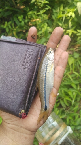 Sidestripe Rasbora