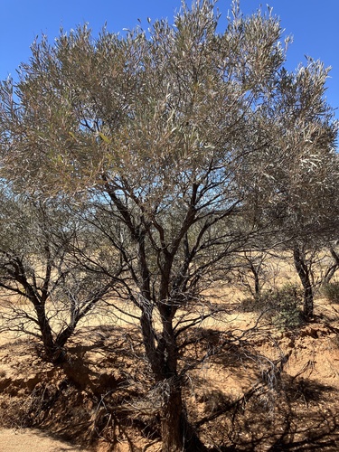Acacia cambagei observed 2026-08-26