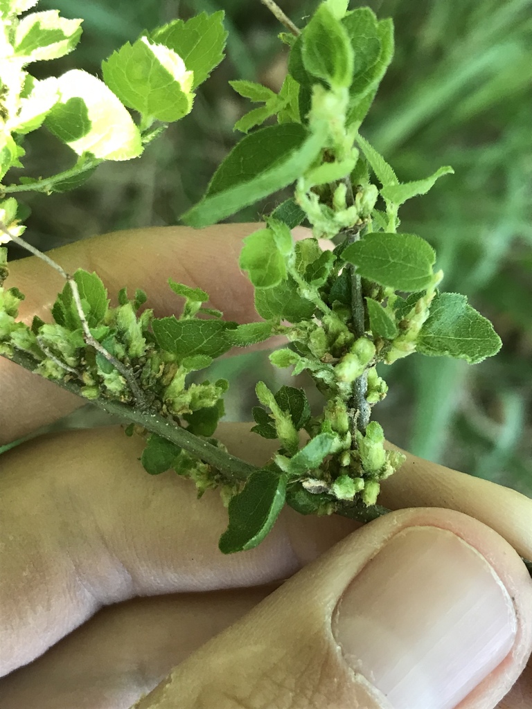Aceria celtis