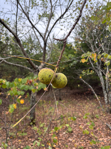 eastern black walnut