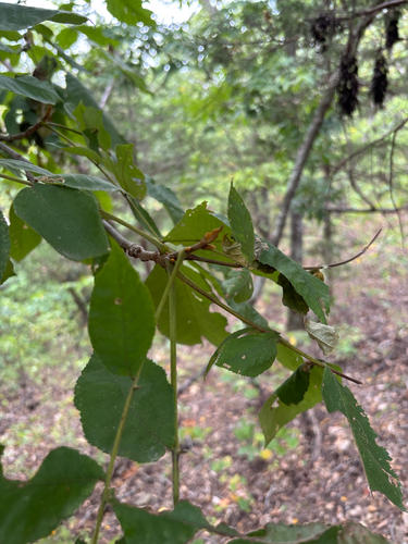 bitternut hickory