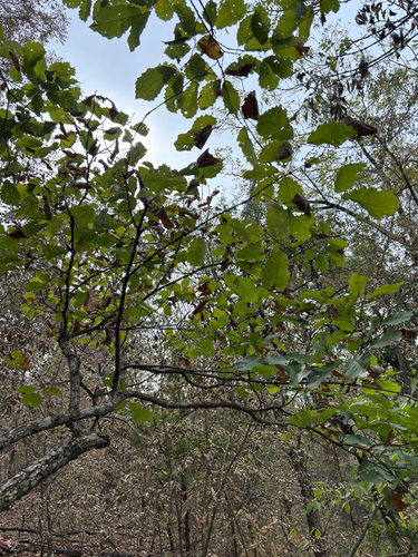 chinkapin oak