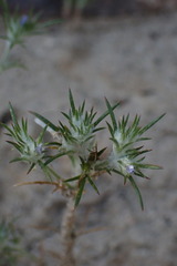 Eriastrum filifolium