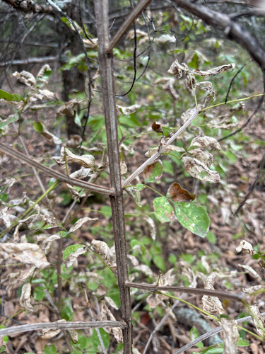 blue ash