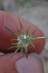Eriastrum filifolium