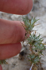 Eriastrum filifolium