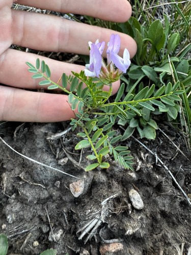 Astragalus agrestis observed 2026-08-25