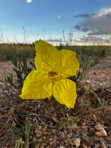 Oenothera lavandulifolia, photograph 2