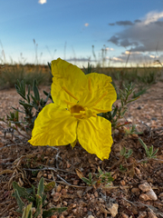 (c) Parker James Lloyd, some rights reserved (CC BY) Oenothera lavandulifolia, photograph (c) Parker James Lloyd, some rights reserved (CC BY)