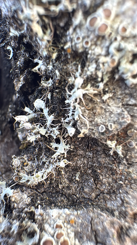 Hooded Rosette Lichen
