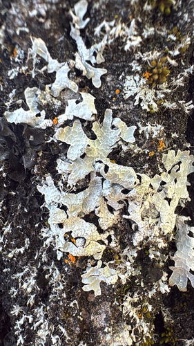 Netted shield lichen