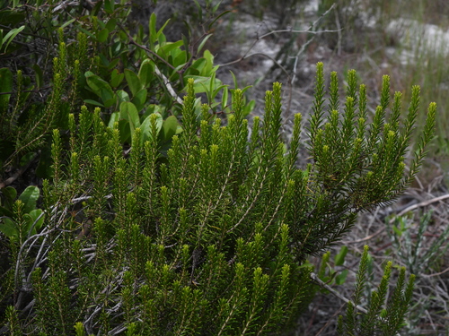 Ceratiola ericoides, photograph 3