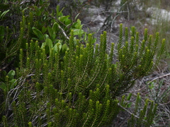 Ceratiola ericoides, photograph (c) geosesarma, some rights reserved (CC BY)